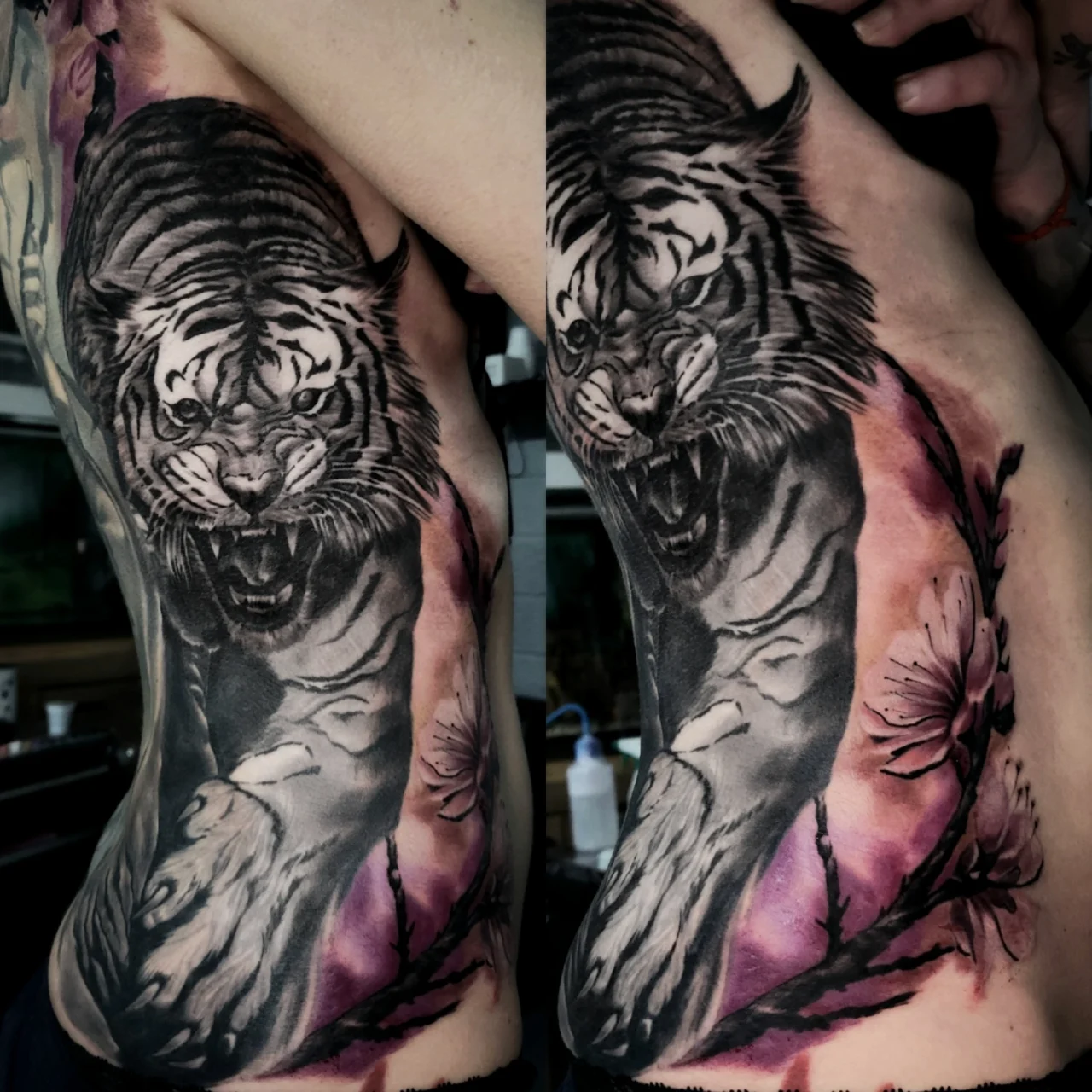 A detailed black and grey tattoo of a roaring tiger and cherry blossoms covers a person’s side, extending from the rib cage to the hip, with pink and purple shading in the background.