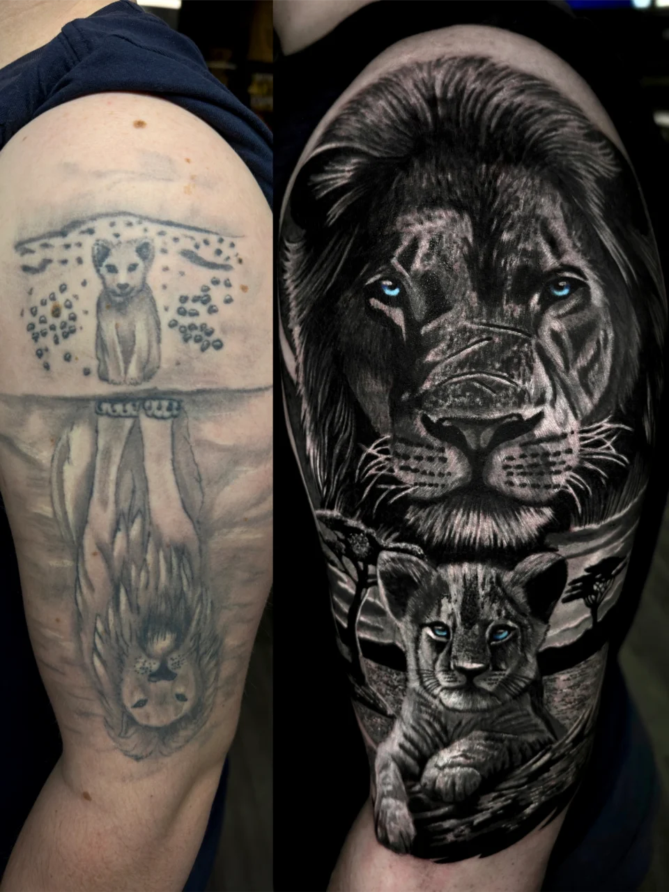 Side-by-side image showing a faded lion tattoo on an arm (left) and a detailed, realistic cover-up tattoo of a lion with blue eyes and a cub below it on the same arm (right).